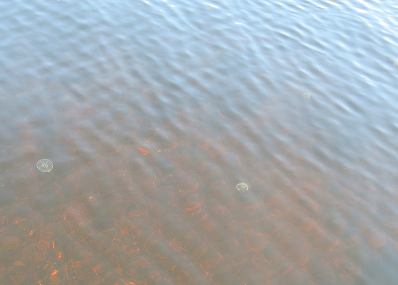 A Fieldtrip to Eel Lake Oyster Farm