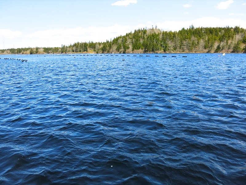 A Fieldtrip to Eel Lake Oyster Farm