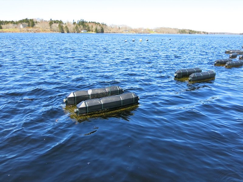 A Fieldtrip to Eel Lake Oyster Farm