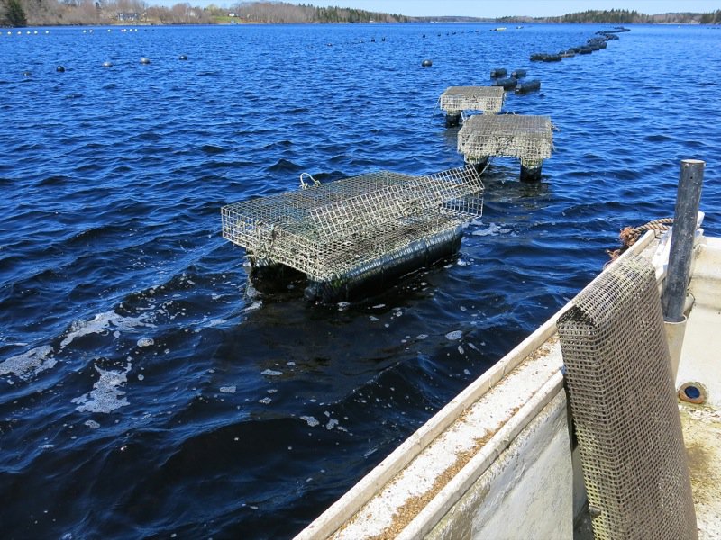 A Fieldtrip to Eel Lake Oyster Farm