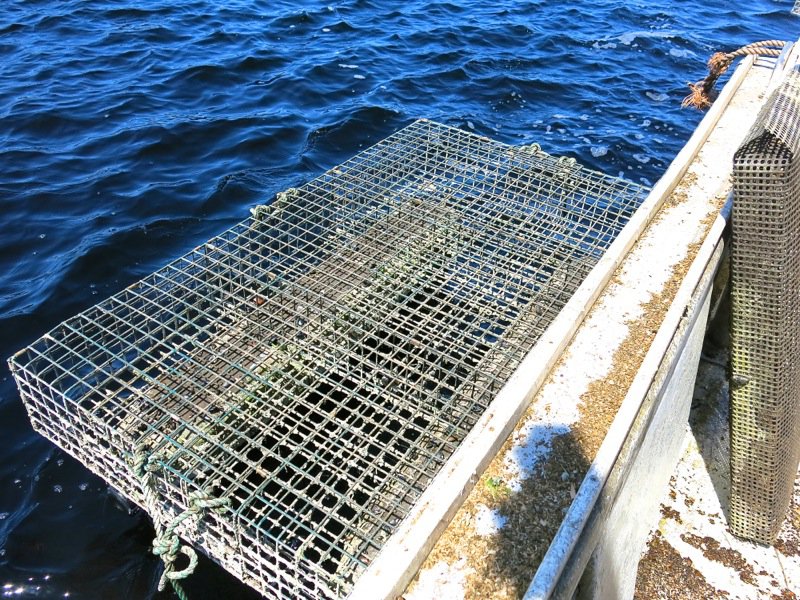 A Fieldtrip to Eel Lake Oyster Farm