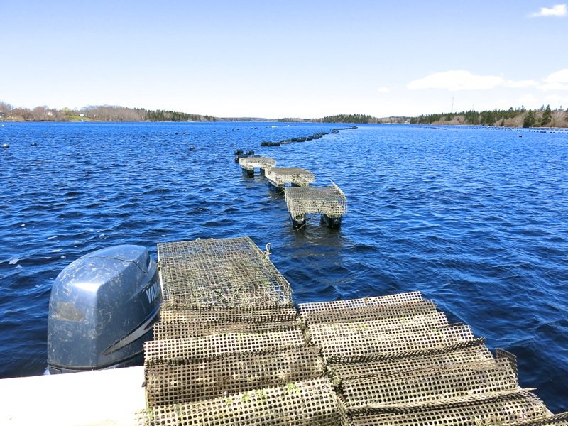 A Fieldtrip to Eel Lake Oyster Farm