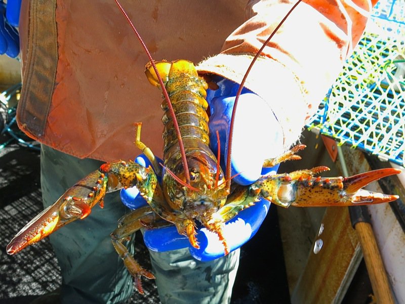 Lobster Fishing in Pubnico