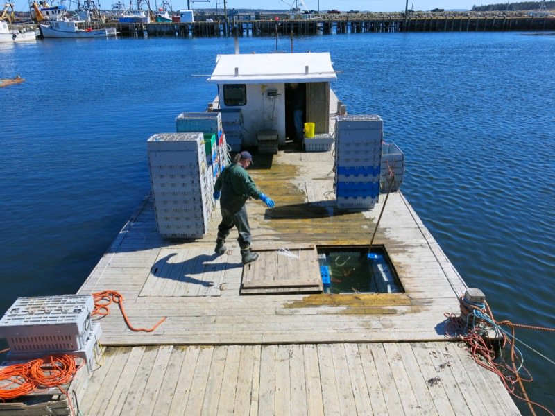 The Lobster Cars at Dennis Point Wharf in Pubnico