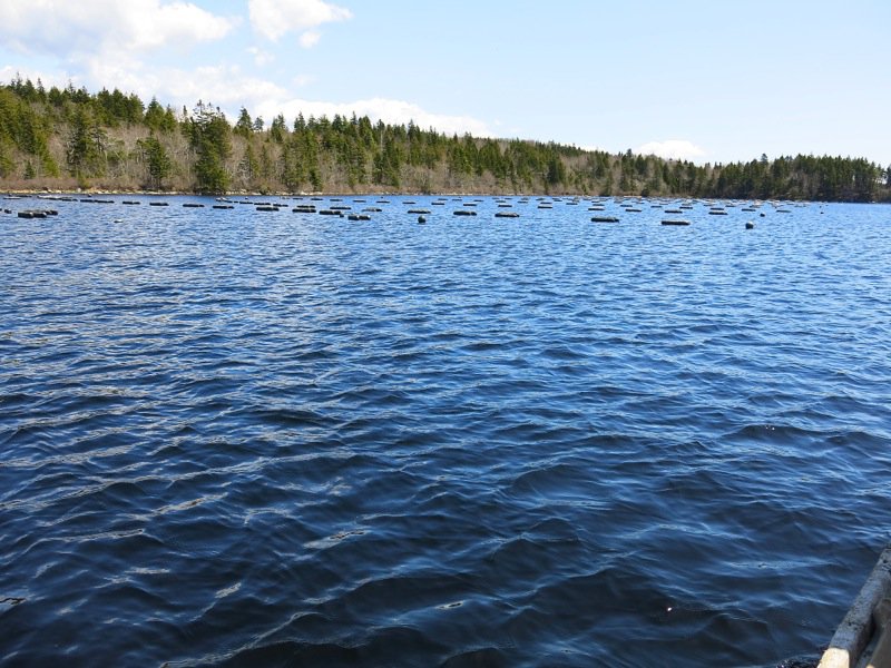 A Fieldtrip to Eel Lake Oyster Farm