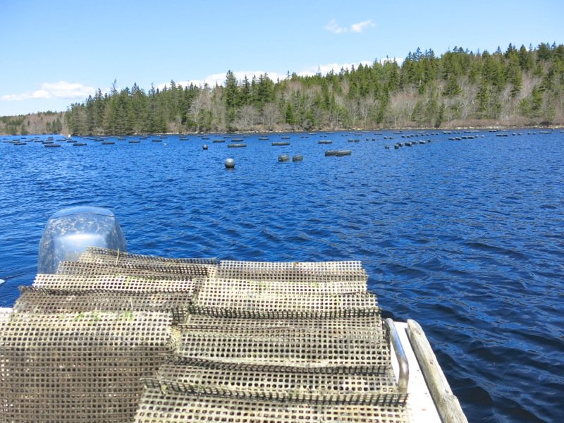 A Fieldtrip to Eel Lake Oyster Farm