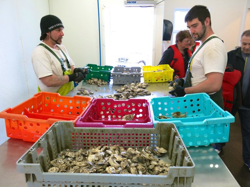 A Fieldtrip to Eel Lake Oyster Farm