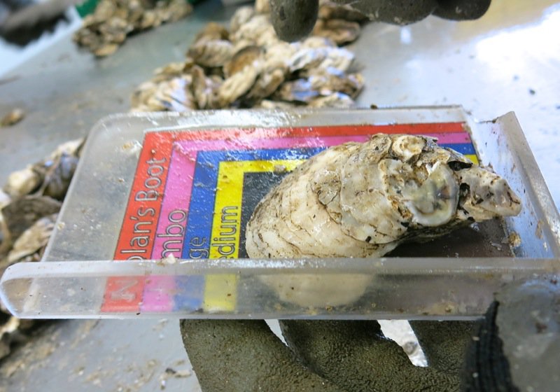 A Fieldtrip to Eel Lake Oyster Farm