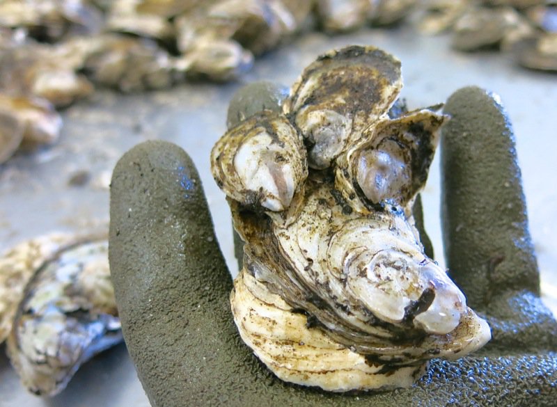 A Fieldtrip to Eel Lake Oyster Farm