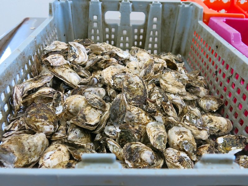 A Fieldtrip to Eel Lake Oyster Farm