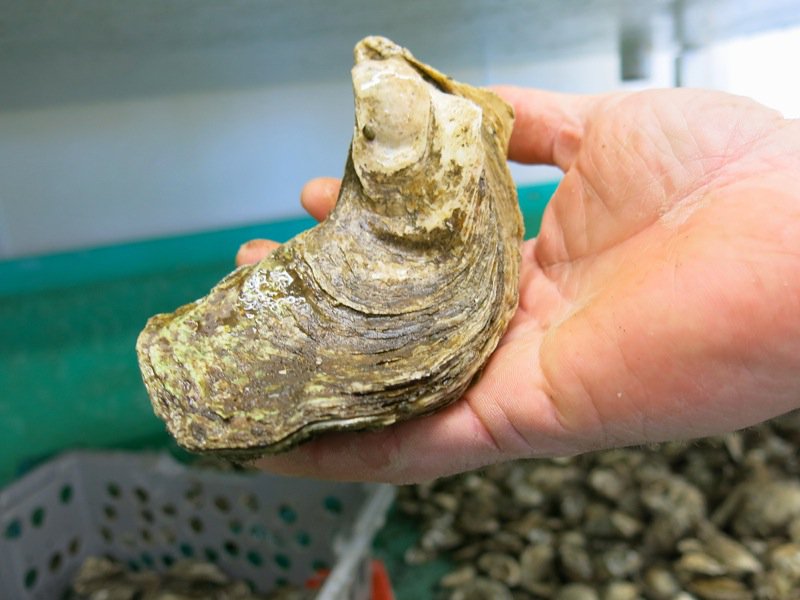 A Fieldtrip to Eel Lake Oyster Farm