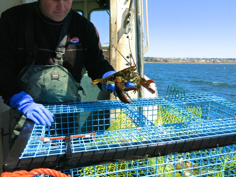 Lobster Fishing in Pubnico