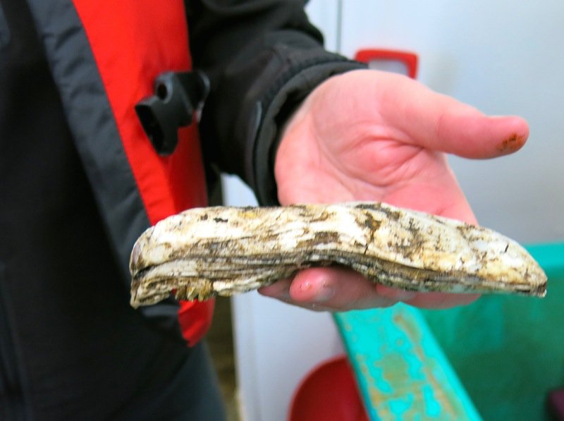 A Fieldtrip to Eel Lake Oyster Farm