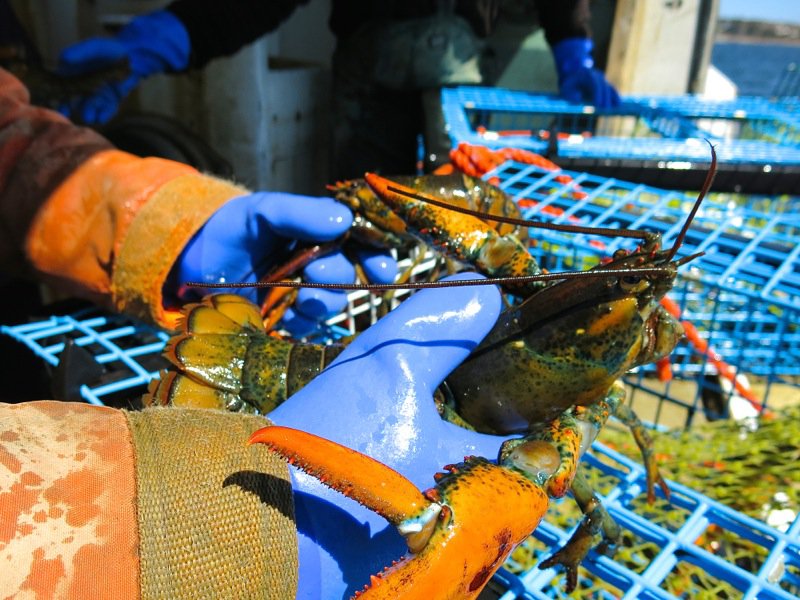 Lobster Fishing in Pubnico