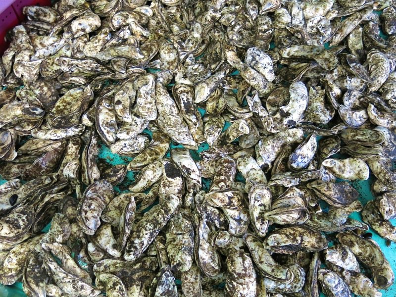 A Fieldtrip to Eel Lake Oyster Farm