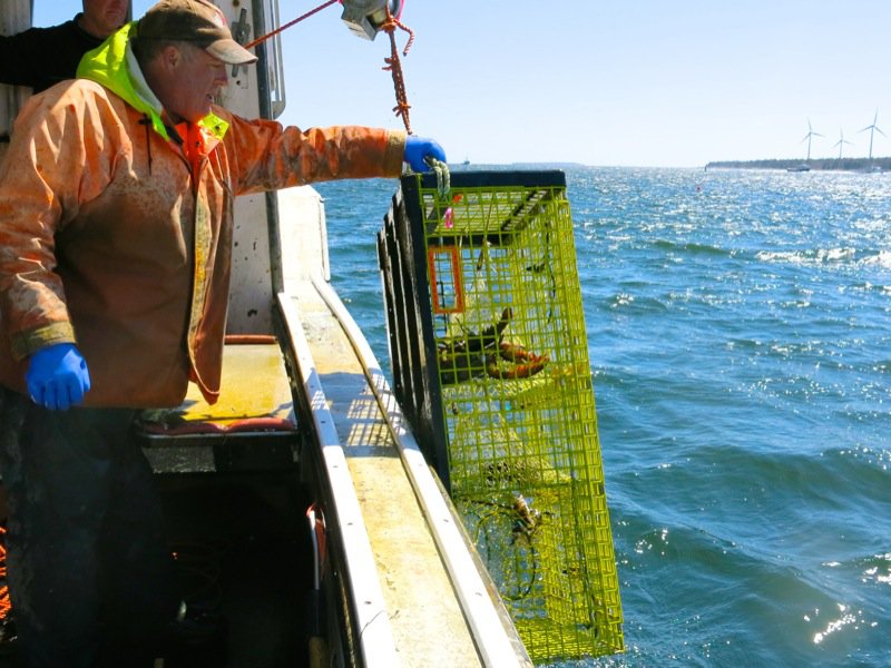 Lobster Fishing in Pubnico