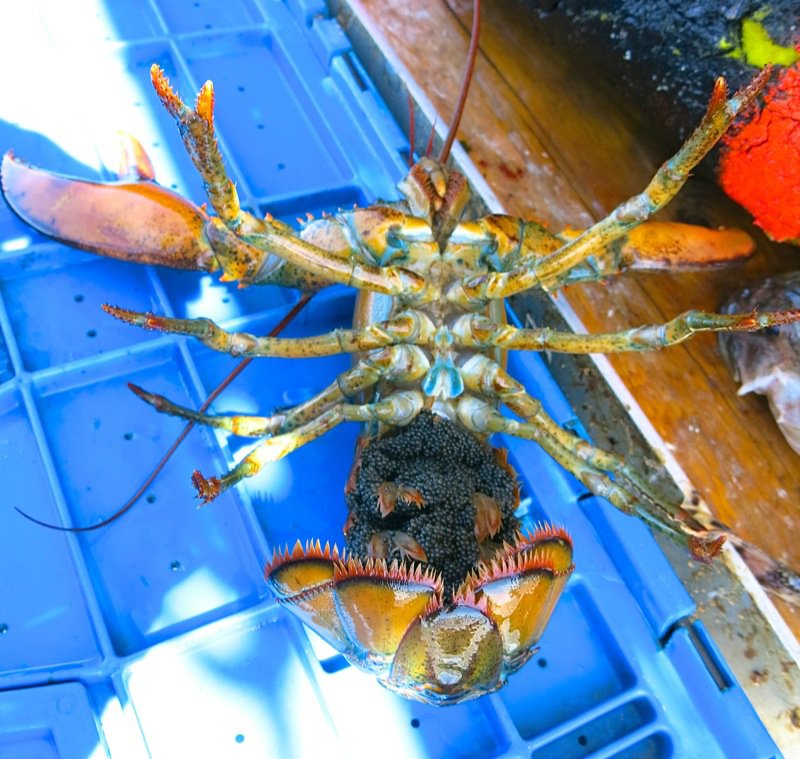 Lobster Fishing in Pubnico