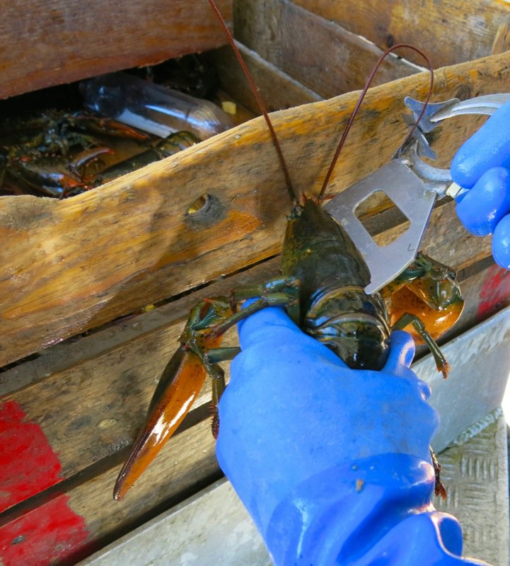 Lobster Fishing in Pubnico