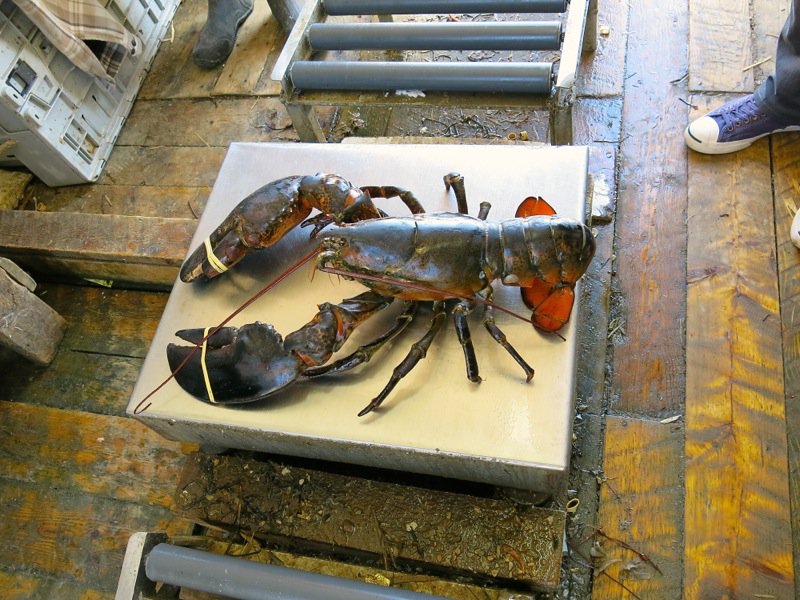 The Lobster Cars at Dennis Point Wharf in Pubnico