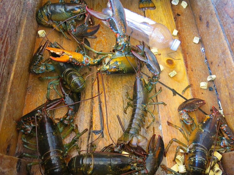 Lobster Fishing in Pubnico