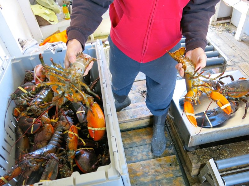 The Lobster Cars at Dennis Point Wharf in Pubnico