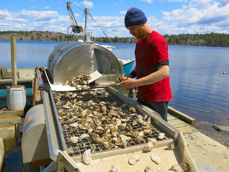 A Fieldtrip to Eel Lake Oyster Farm