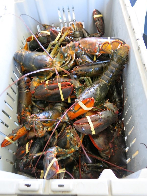 The Lobster Cars at Dennis Point Wharf in Pubnico