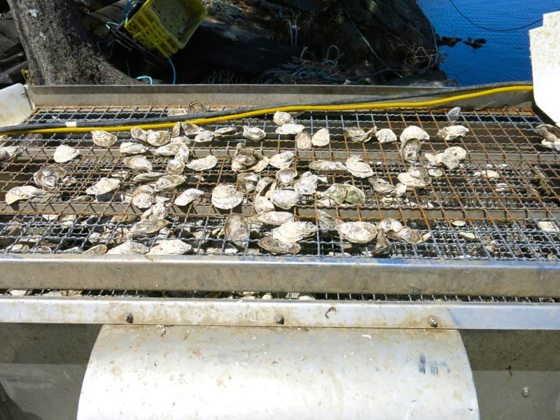 A Fieldtrip to Eel Lake Oyster Farm