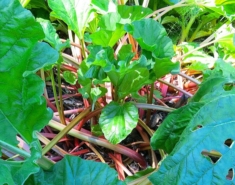 11 Zone 3 Rhubarb