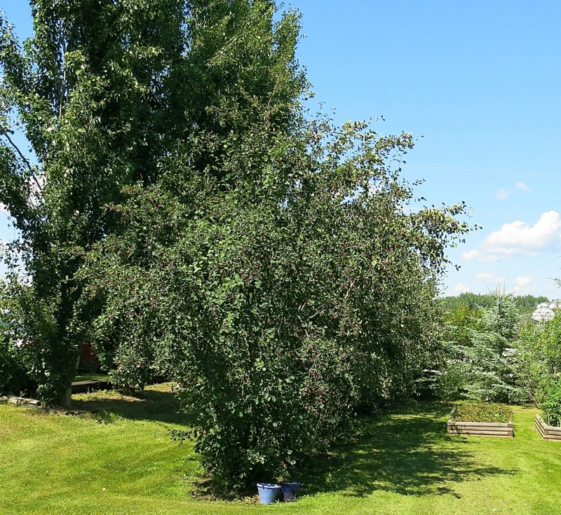 18 Saskatoon Berry Bushes