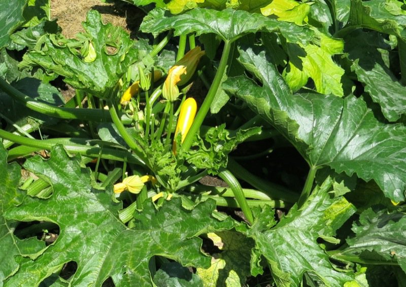 21 Zone 3 Yellow Zucchini