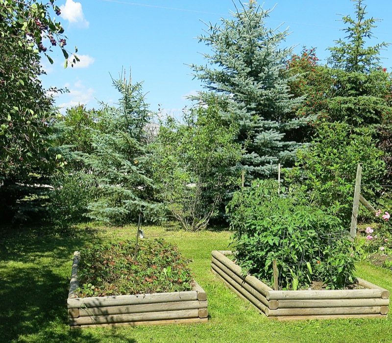 22 Strawberry and Tomato Raised Bed