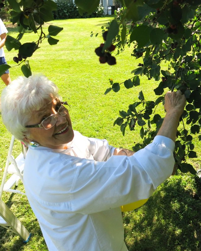 24 Helen McKinney Picking Berries 2014