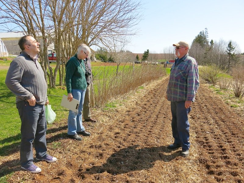 Al Picketts Eureka Black Garlic PEI