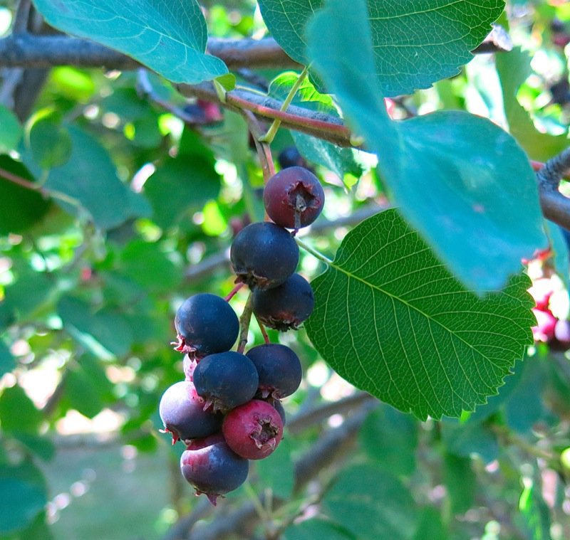 25 Saskatoon Berries