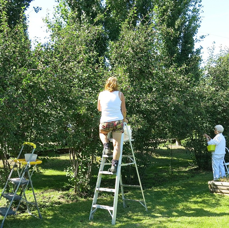 26 Berry Picking at Margarets