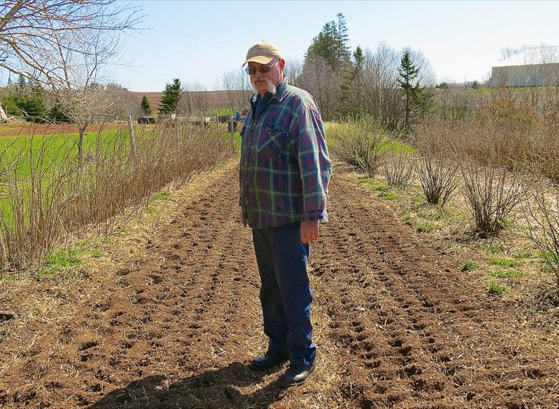 Al Picketts Eureka Black Garlic PEI