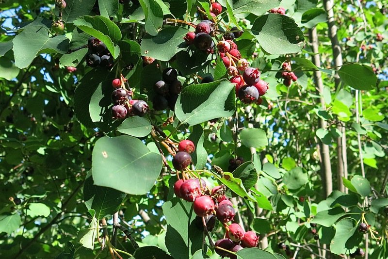 27 Saskatoon Berries