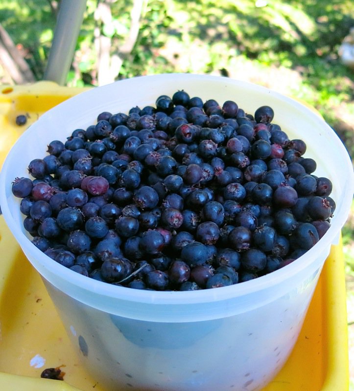 28 Saskatoon Berries