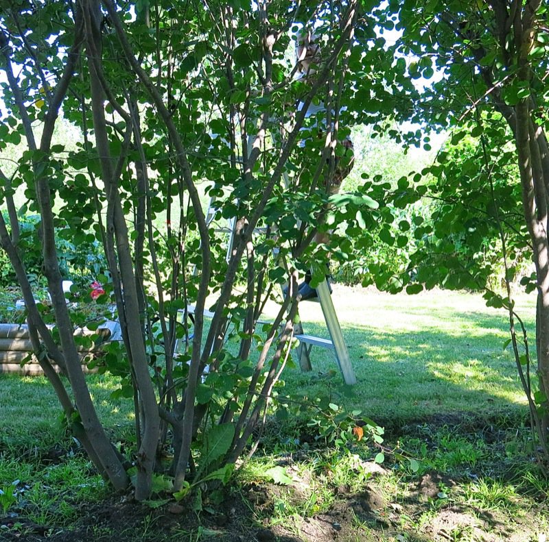 29 Saskatoon Berry Picking