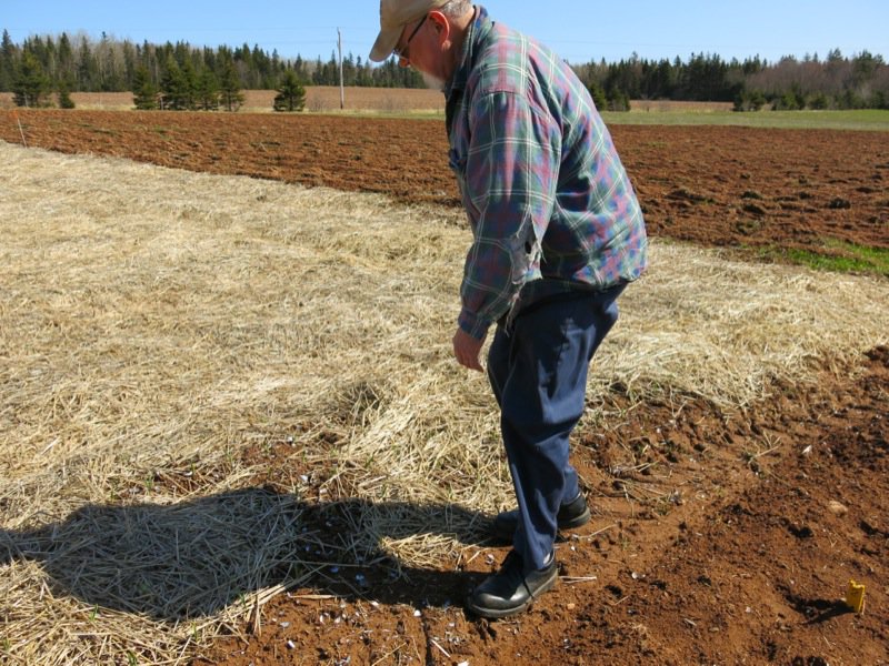 Al Picketts Eureka Black Garlic PEI