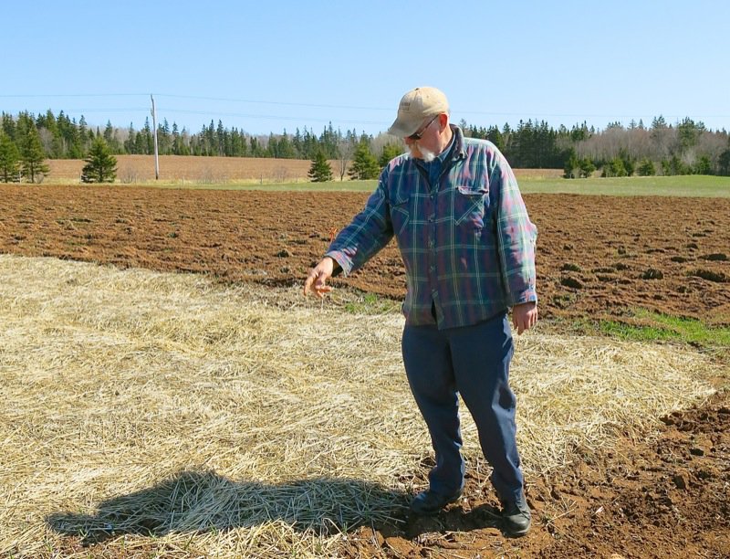 Al Picketts Eureka Black Garlic PEI