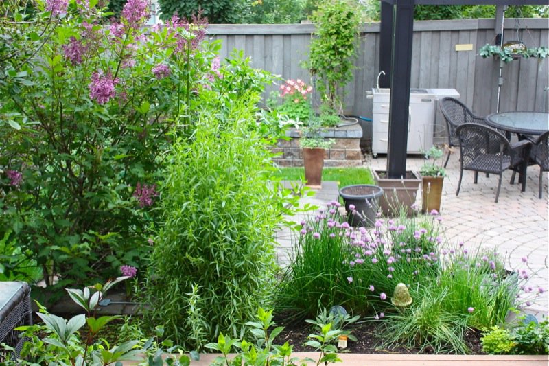 My Urban Canadian Prairie Zone 3 Garden