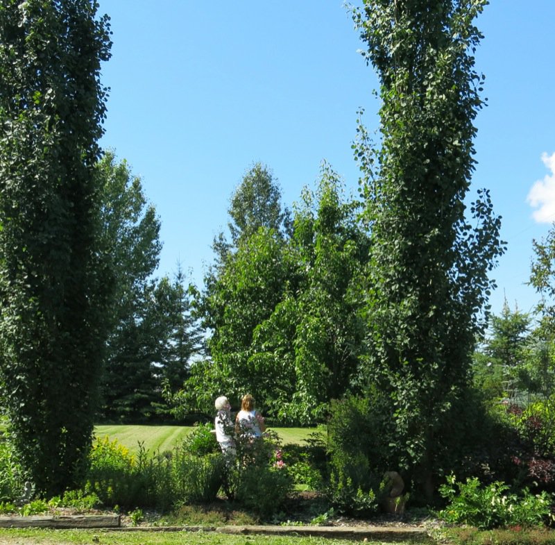 5 Saskatoon Berry Picking