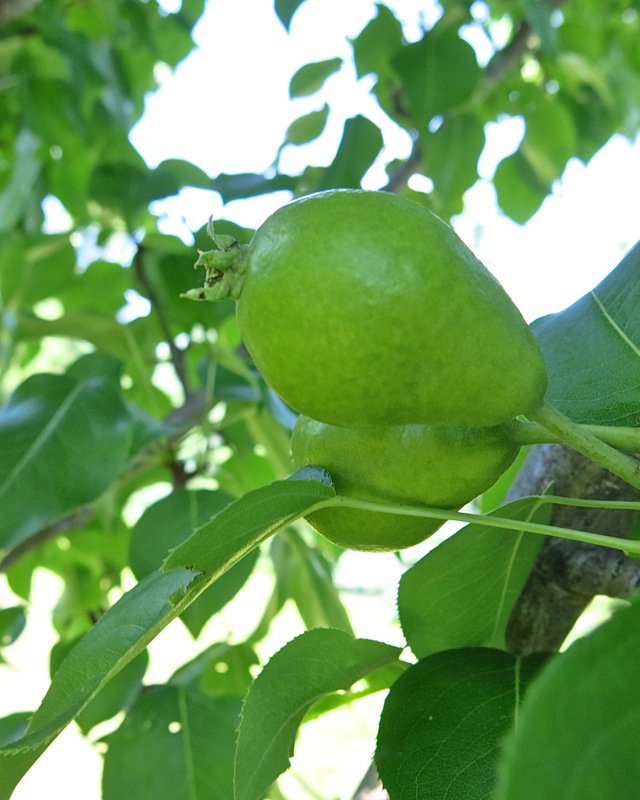 7 Zone 3 Pear Tree