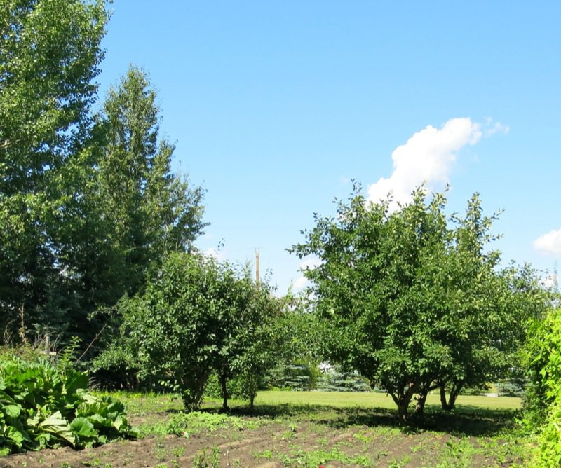 The Kitchen Frau: Saskatoon Berry Picking and Ice Cream