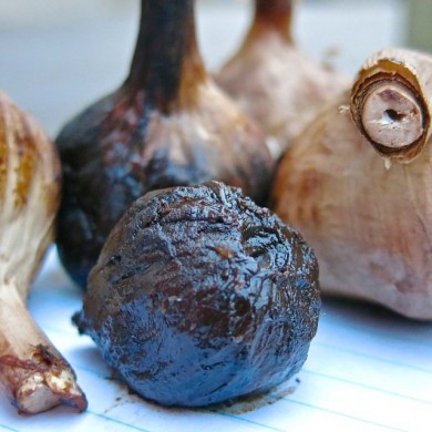 Al Picketts Eureka Black Garlic PEI