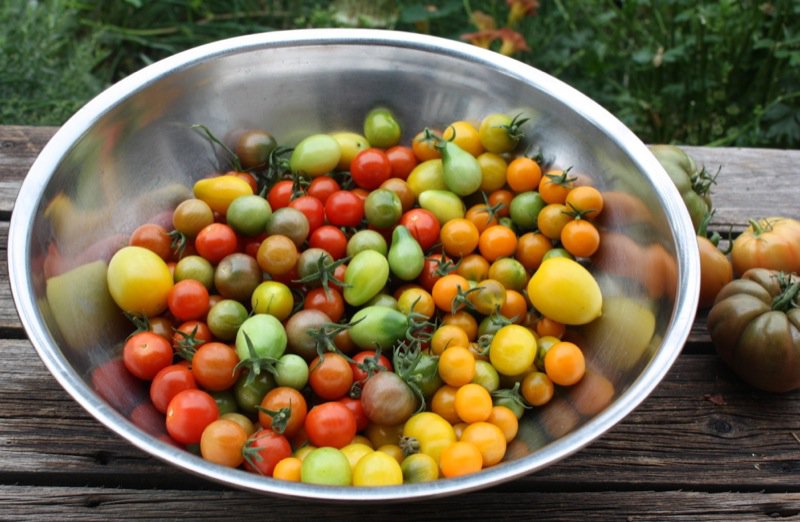 Zone 3 Cherry Tomato Varieties