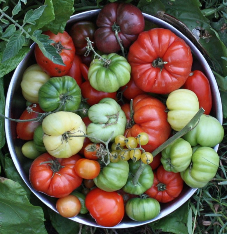 Zone 3 Heirloom Tomatoes