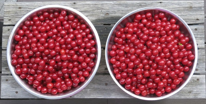 1 Evans Cherry Harvest 2014